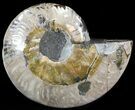 Wide Polished Ammonite Dish - Inlaid Ammonite #49787-1
